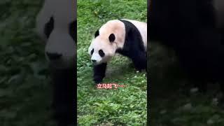 福宝真的太可爱了，这波操作把一个吃货的样子演绎的玲离尽致……#大熊猫福宝 #福宝 #福宝日常