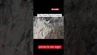 Pigeons inside Amarnath cave #ytshortsindia #trendingshorts #amarnath