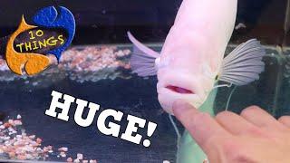 DON'T buy MONSTER FISH Without Watching This First! Top 10 Things About Large Fish In Aquariums