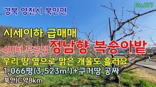 가격내림 1억7천 No.077 경북 영천시 북안면 복숭아밭 시세이하 급매 북안IC8km 영천부동산 영천땅 영천토지