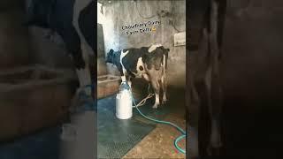 Sire:Galaxy 1st Lactation Milk Record 45ltr 2nd Lactation Milk Record 57ltr pregnant: Abs stryker