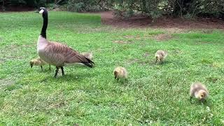 Canada Geese and their Goslings at The Huntington