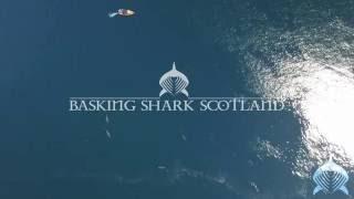 Basking Shark Scotland - Amazing drone footage of big basking shark aggregation