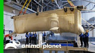 Acclimating Beluga Whales Into Georgia Aquarium | The Aquarium