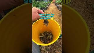 The BEST way to propagate Comfrey! #perma #healing #natural