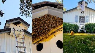 Relocating Bees! Huge Hive In The Open...