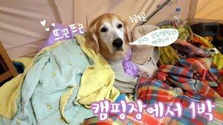 (충남예산)캠핑장에서 1박하고 왔어요! (디디 귀다친날) Camping with my dog