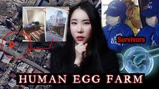 100+ Thai Women Trapped in a Shocking Egg Harvesting Scam