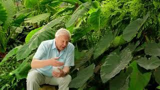 kingdom of plants - Sir David Attenborough