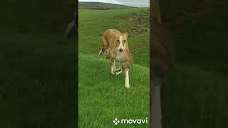 collie greyhound rabbiting