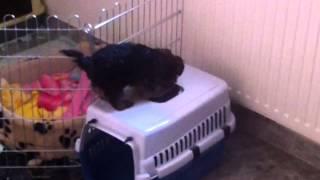 Yorki puppy climbs over fence