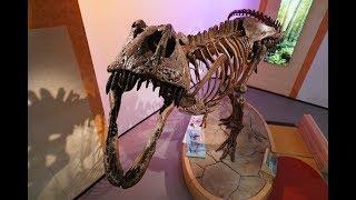 Scotty the T-rex roars into Regina's Royal Saskatchewan Museum