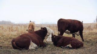 Two-Stage Weaning Calves