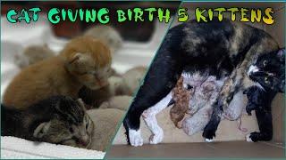 First Time Cat Giving Birth 5 Kittens Completed Different Colours