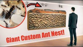 The Biggest Queen Ant Nest Move Ever? Massive Meat Ant Colony Move!