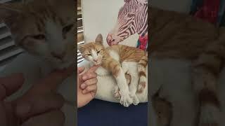 GARFİELD İLE SABAHA DOĞRU