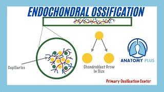 Endochondral Ossification