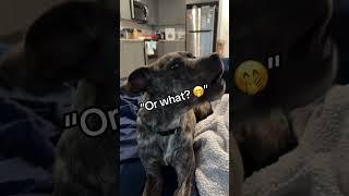 Talking dogs #foryou #funnypet #dog #pets