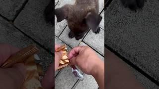 #383 Cute puppy sparkling and growing up|babydog #shorts #viral  #pets #cute