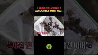 참혹하다..갇혀서 썩어가네..