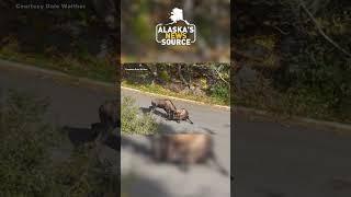 Two bull moose go head to head #alaskasnewssource #news