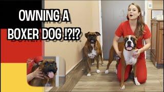 Owning a Boxer Dog?? | What you need to know!