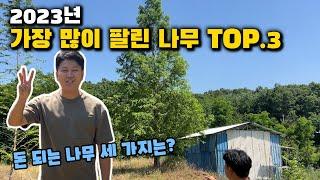 2023년 상반기 돈 되는 나무 세가지는? 판매량 TOP.3!