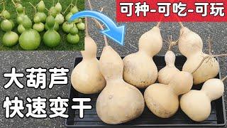 自己种大葫芦, 好看好吃好玩, 快速让葫芦变干  Dry Hulu/Calabash/Double Gourd Easiest Way