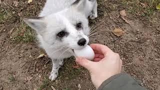 All the foxes at SAVEAFOX get an EGG 