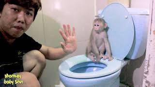 Monkey Baby Shin Goes To The Toilet Very Well  | Cute animal videos