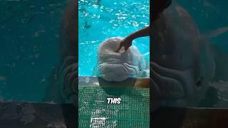 The Beluga Whale’s Squishy Head Explained #shorts #whale