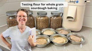 Testing new flour for whole grain sourdough bread baking (simple but effective)