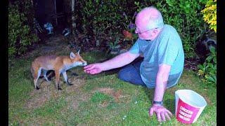 Friendly wild urban fox comes to be fed - #6