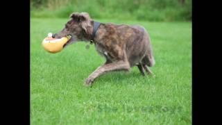 Ava looking for a home - Forever Hounds Trust