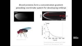 Processing of biological information in developmental systems by Marcin Zagorski