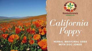 California Poppy [Quick Herbal Overview]