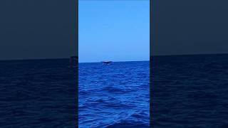  Ballenas #whales #puertoescondido #oaxaca #dolphins