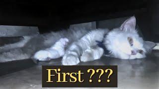 Mother feeding kitten for the first time || Baby kitten feeding milk || Feed milk to kittens