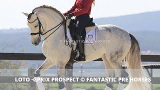 LOTO -TOP DRESSAGE PROSPECT FOR GPRIX - FANTASTIC PRE HORSES