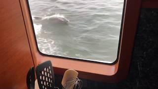 Dolphins keeping me company in the kitchen while cruising the ICW somewhere in Florida