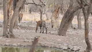 Father meets Son- Ranthambore Tiger Reserve- May 2018