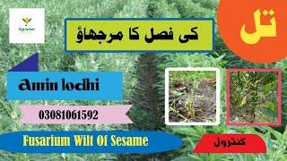 How To Reduce Sesame Wilting | First Irrigation | Fusarium Wilt | Disease | Agrarian Amin Lodhi