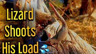 Savage Lizard | Golden Tailed Gecko Can Spray!?