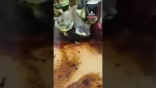 ¡Tamos' pero llevados! Campesinos registran contaminación por ataque a oleoducto en Arauca