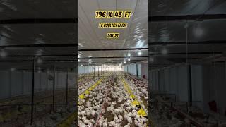 (196 ft X 43 ft) 11000 Capacity EC Poultry Farm || Day 21