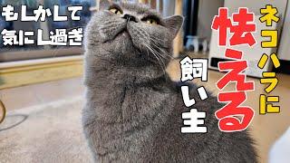 ネコハラに精神的に追い詰められた飼い主️大概、こうなります（笑）【ブリティッシュショートヘア】