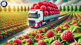 How US Farmers Harvest and Process Millions of Raspberries This Way | Agriculture Technology