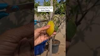 Growing Star Fruit Plant from Seeds #terracegarden #fruit #shorts