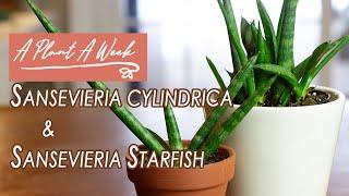 Sansevieria cylindrica & Sansevieria Starfish Care | A Plant A Week