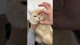 Funny Pet Videos  The V Channel #thevcontent #thevchannel #pet